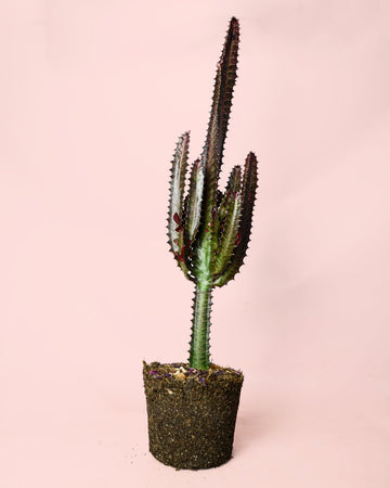 Euphorbia Trigona Rubra L