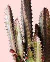 Euphorbia Trigona Rubra L - Pur Plant
