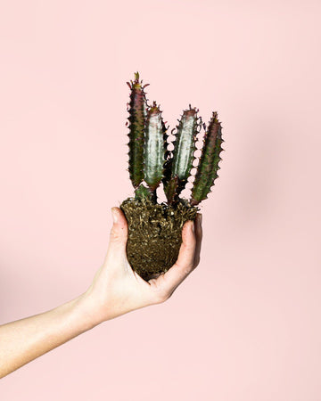 Euphorbia Trigona Rubra M