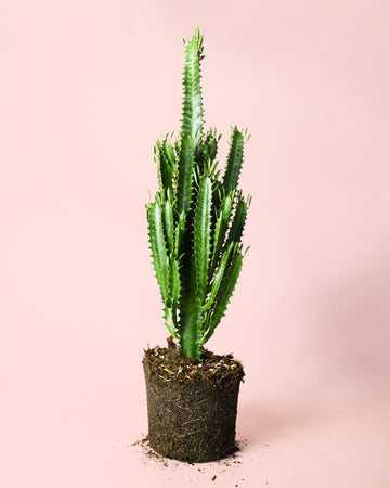 Euphorbia Trigona Verde G