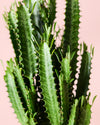 Euphorbia Trigona Verde L - Pur Plant
