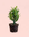 Euphorbia Trigona Verde Mini