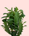 euphorbia ingens mini detail