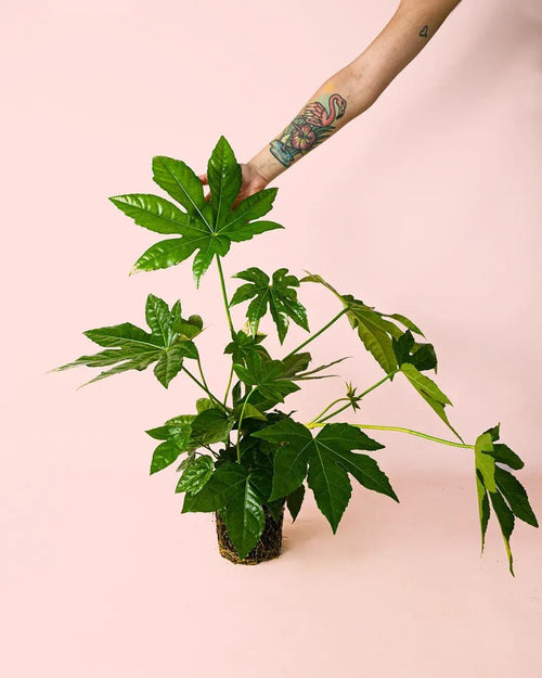 Fatsia Japonica M - Pur Plant