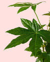 Fatsia Japonica M - Pur Plant