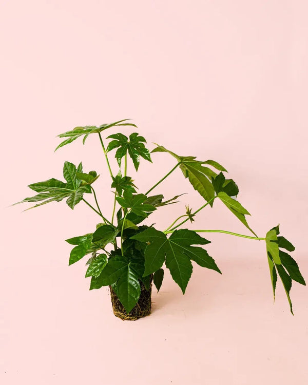 Cómo Cuidar una Fatsia Japonica