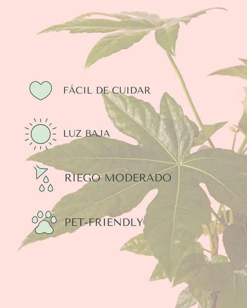 Fatsia Japonica M - Pur Plant