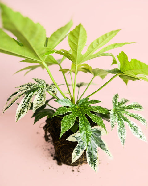 Fatsia Japonica Variegata M