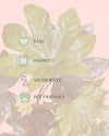 fatsia japonica m care