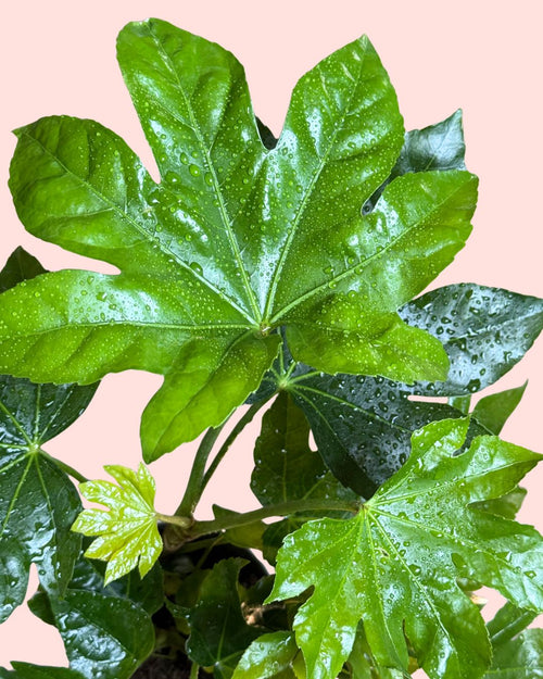 fatsia japonica m detail