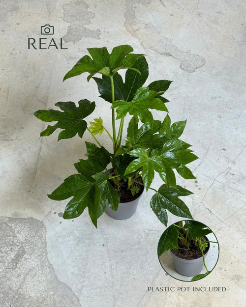fatsia japonica m real
