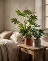 fatsias_context