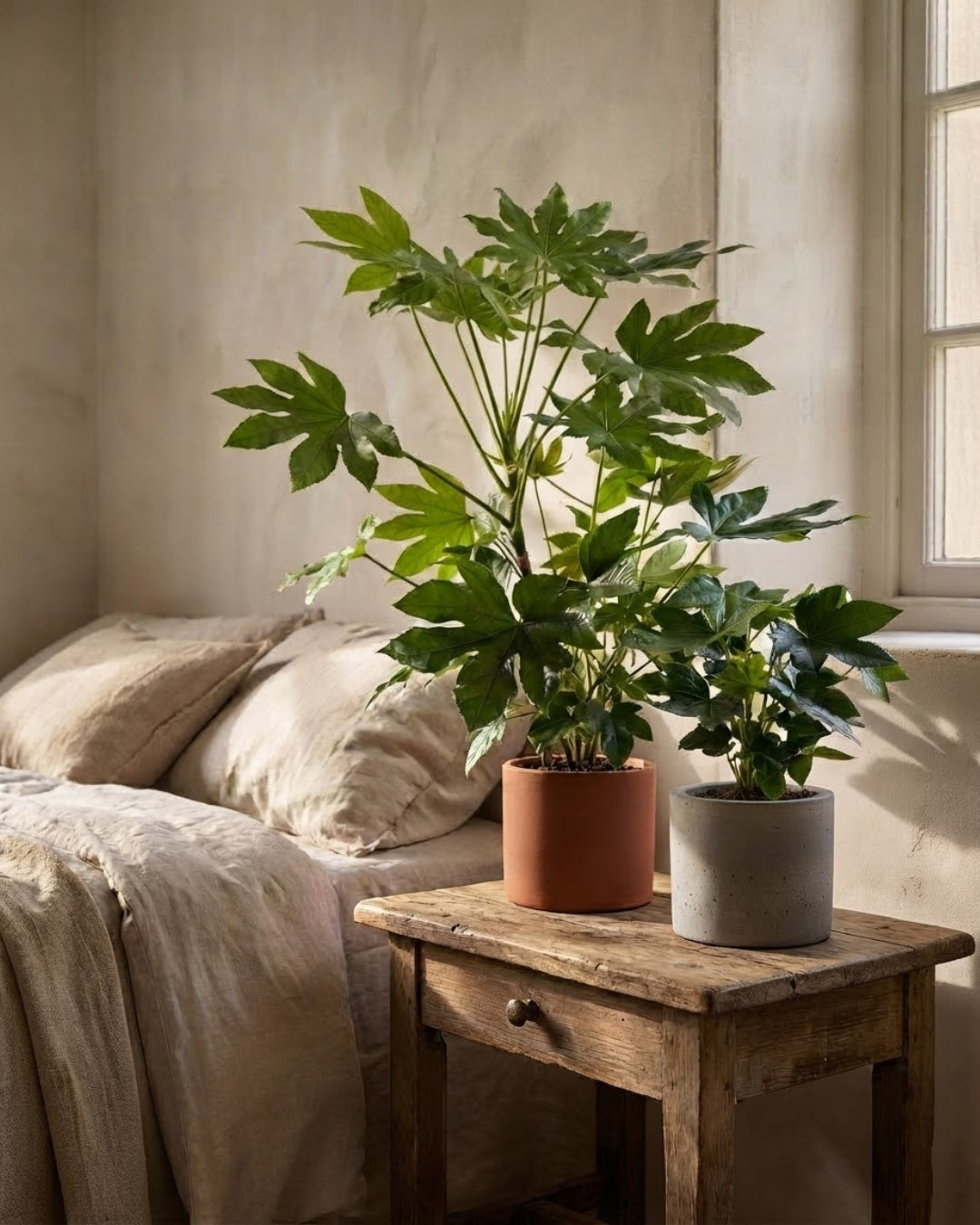 fatsias_context