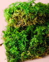 Fern – Musgo Preservado - Pur Plant