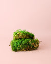 Fern – Musgo Preservado - Pur Plant