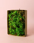 Fern – Musgo Preservado