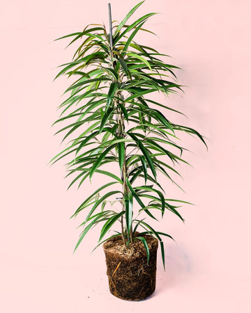 Ficus Alii XL