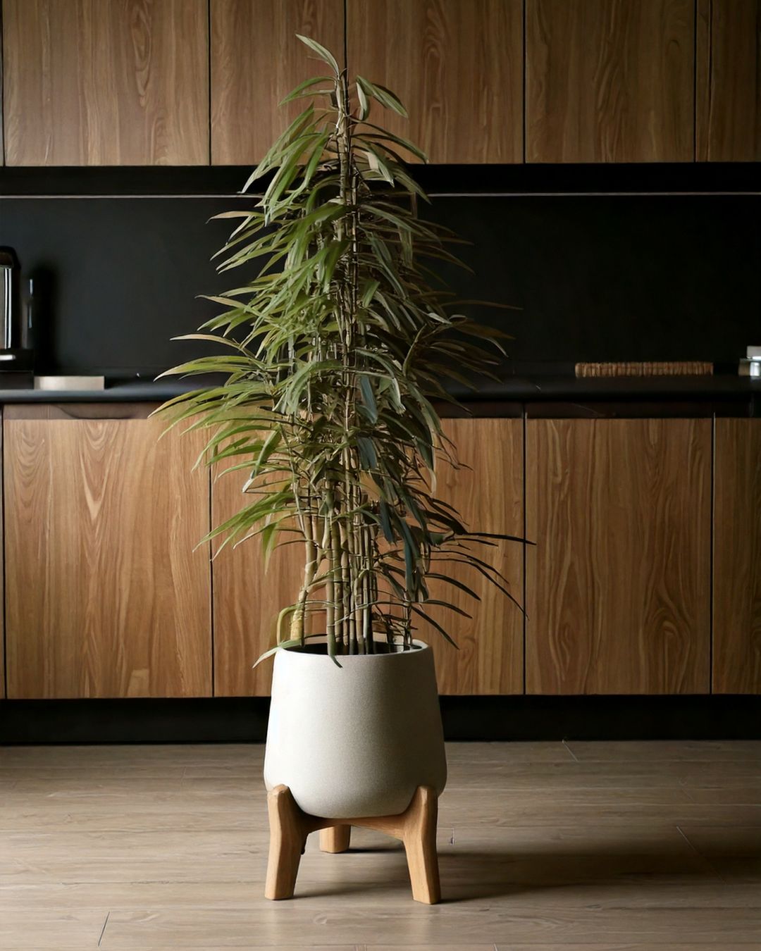 Detalle de las hojas largas y estrechas del Ficus Alii, arbolito de interior — Pur Plant