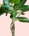 Ficus Benghalensis Audrey Trenzado L - Pur Plant