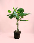 Ficus Benghalensis Audrey Trançado G