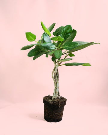 Ficus Benghalensis Audrey Trançado G