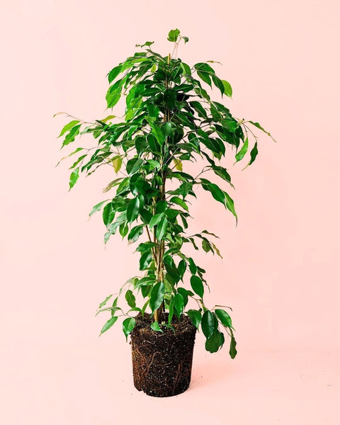 Ficus Benjamina Danielle L