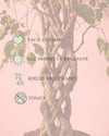 Ficus Benjamina Exótica Trenzado L - Pur Plant