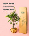 Ficus Benjamina Exótica Trenzado L - Pur Plant