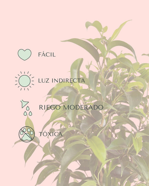 Ficus Benjamina Natasja M - Pur Plant