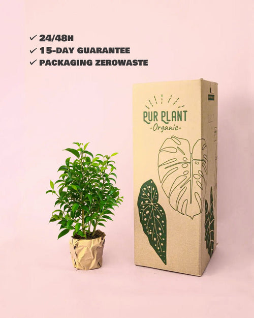 Ficus Benjamina Natasja M - Pur Plant