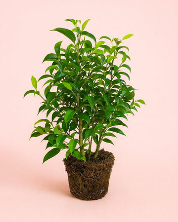 Ficus Benjamina Natasja M