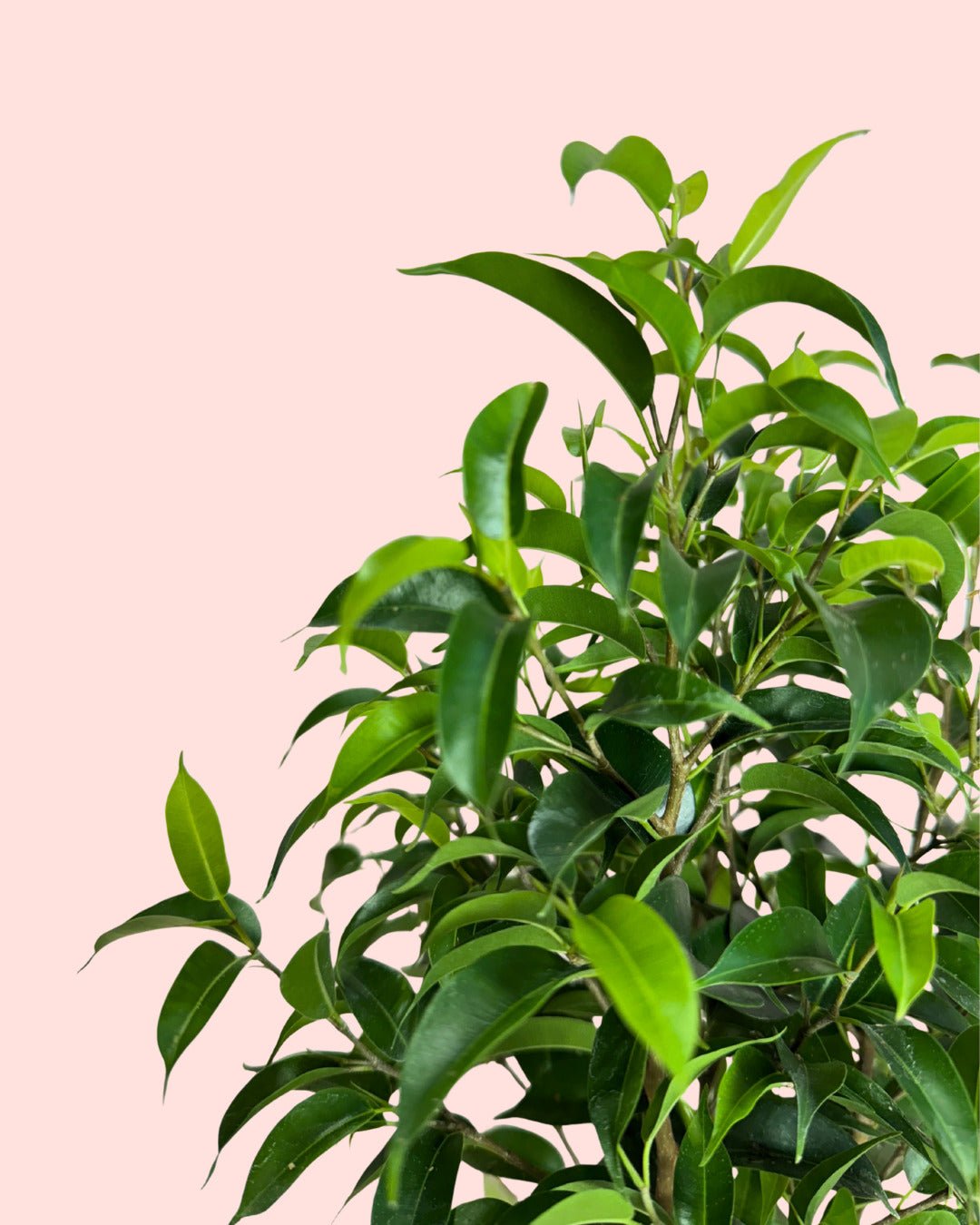 Ficus Benjamina Natasja M - Pur Plant