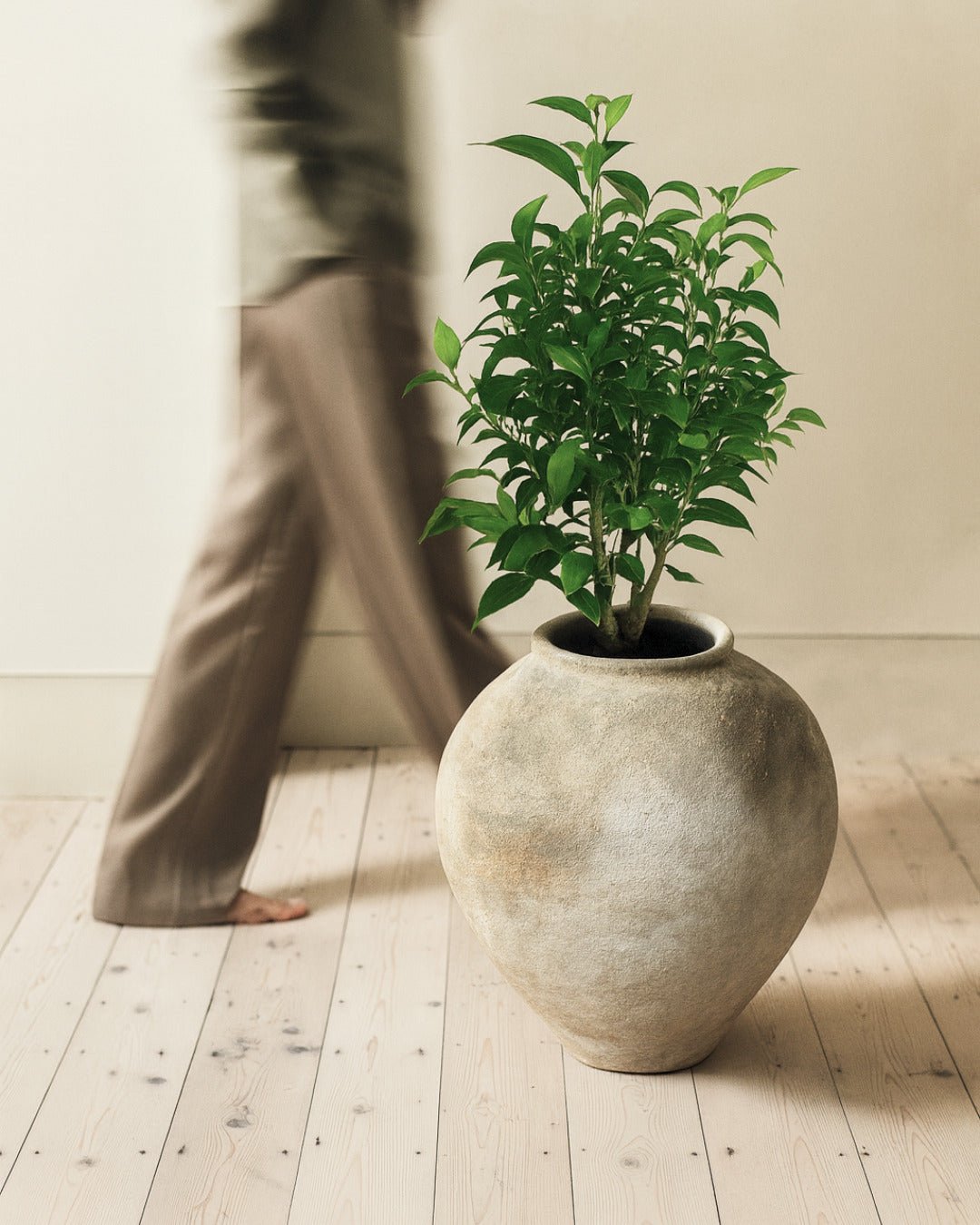 Ficus Benjamina Natasja M - Pur Plant
