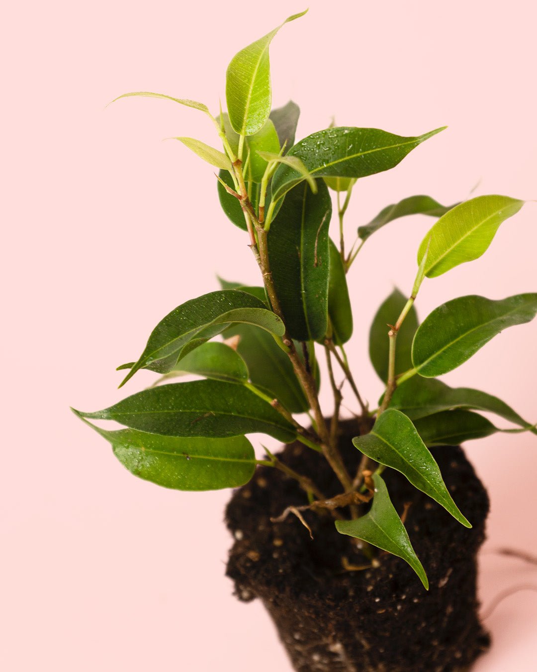 Ficus Benjamina Natasja Mini - Pur Plant