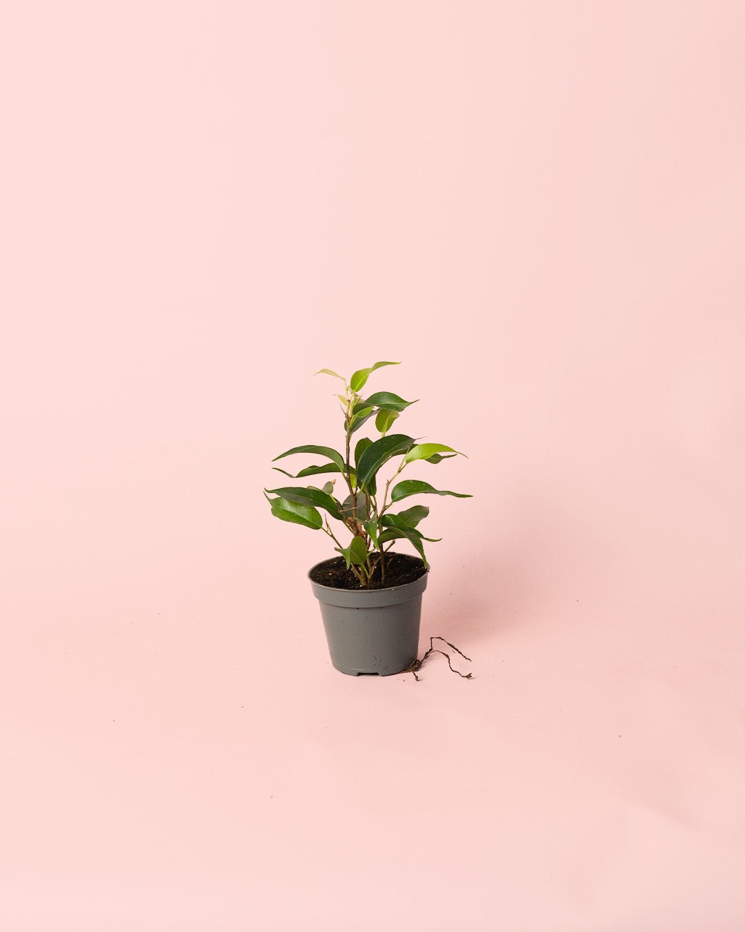 Ficus Benjamina Natasja Mini - Pur Plant