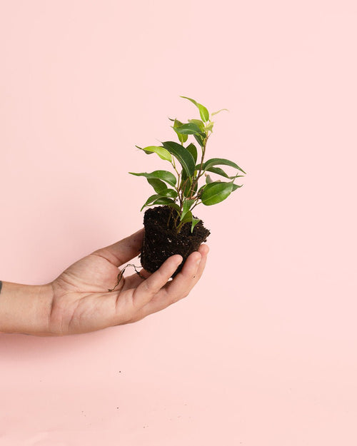Ficus Benjamina Natasja Mini - Pur Plant