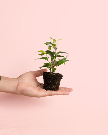 Ficus Benjamina Natasja Mini