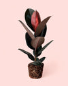 Ficus Elástica Abidjan L - Pur Plant