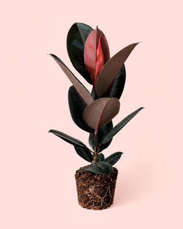 Ficus Elastica Abidjan G