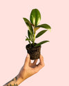 Ficus Elástica Melany Mini - Pur Plant