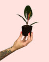 Ficus Elástica Robusta Mini - Pur Plant