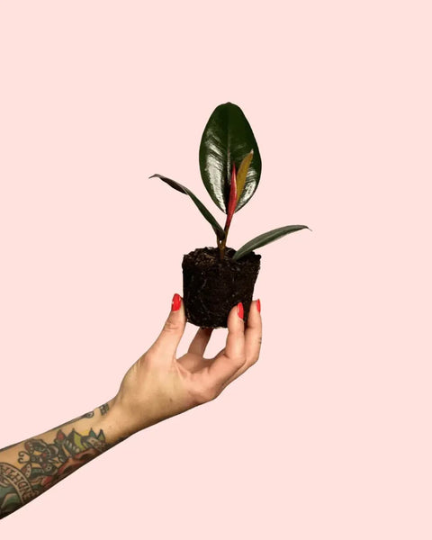 Ficus Elastica Robusta Mini
