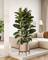 Ficus Elástica Robusta XL - Pur Plant