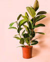Ficus Elástica Robusta XL - Pur Plant