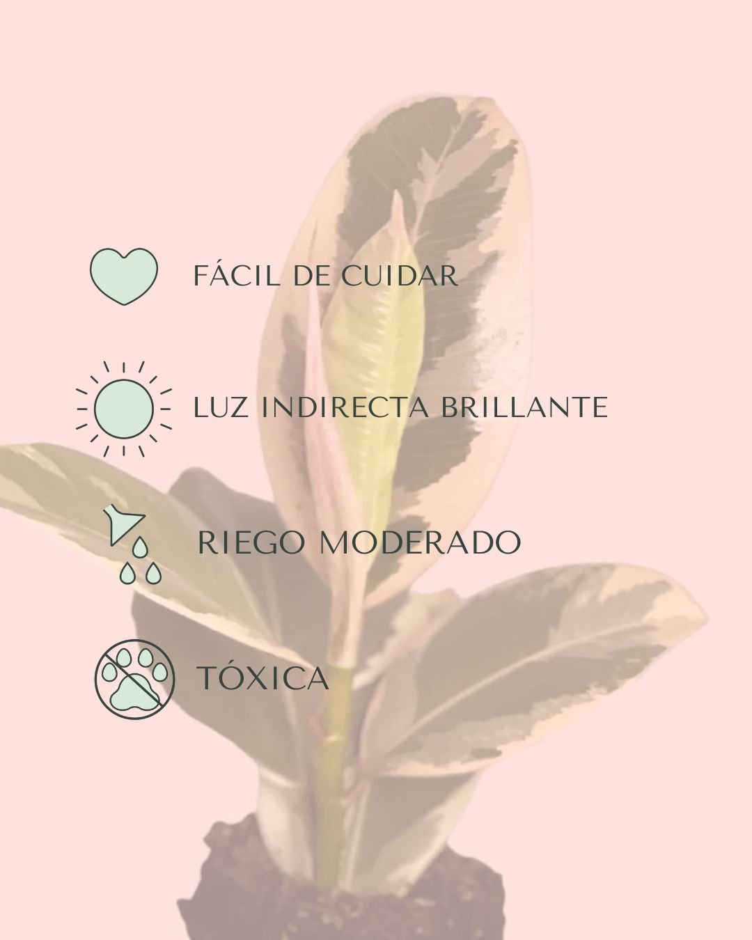Ficus Elástica Tineke Mini - Pur Plant