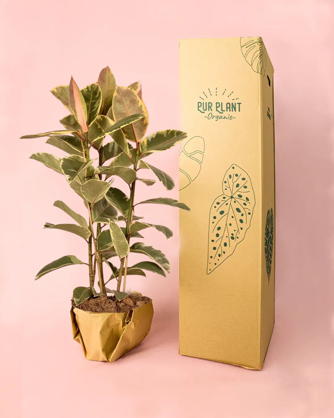 Ficus Elástica Tineke XL - Pur Plant
