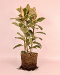 Ficus Elastica Tineke XL
