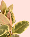 Ficus Elástica Tineke XL - Pur Plant