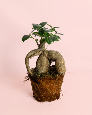 Ficus Ginseng L