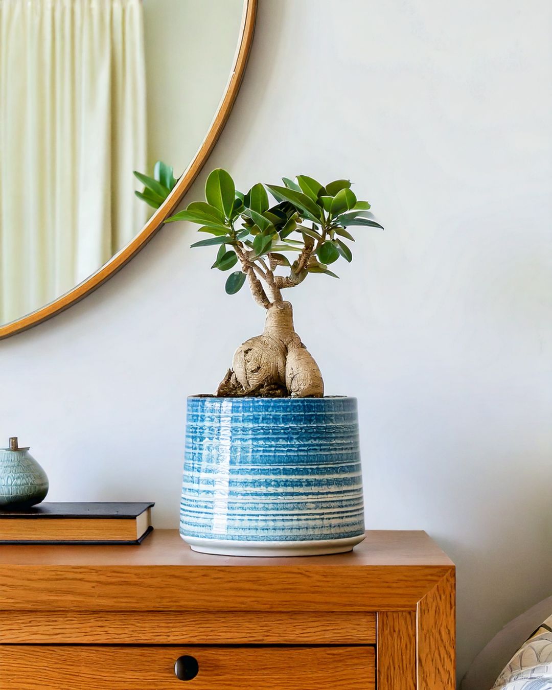 Detalle del tronco y las hojas del Ficus Ginseng, bonsái de interior — Pur Plant